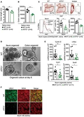 ATF3 Sustains IL-22-Induced STAT3 Phosphorylation to Maintain Mucosal Immunity Through Inhibiting Phosphatases